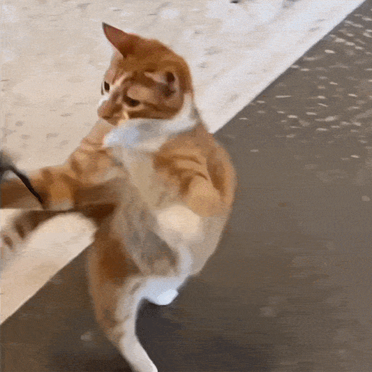 THE VIRAL KITTIE™ CHIRPING BIRD TOY